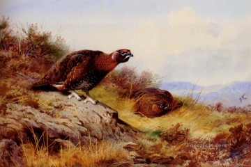 Red Grouse On The Moor Archibald Thorburn bird Oil Paintings